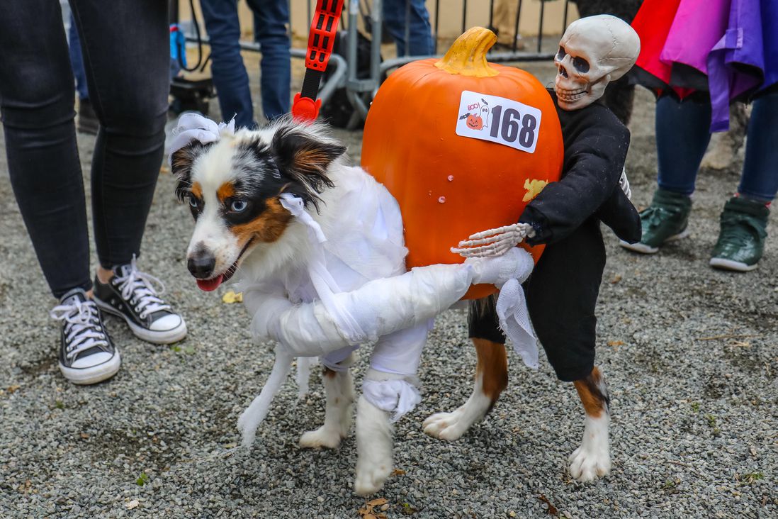 dog with pumpkin and skeleton
